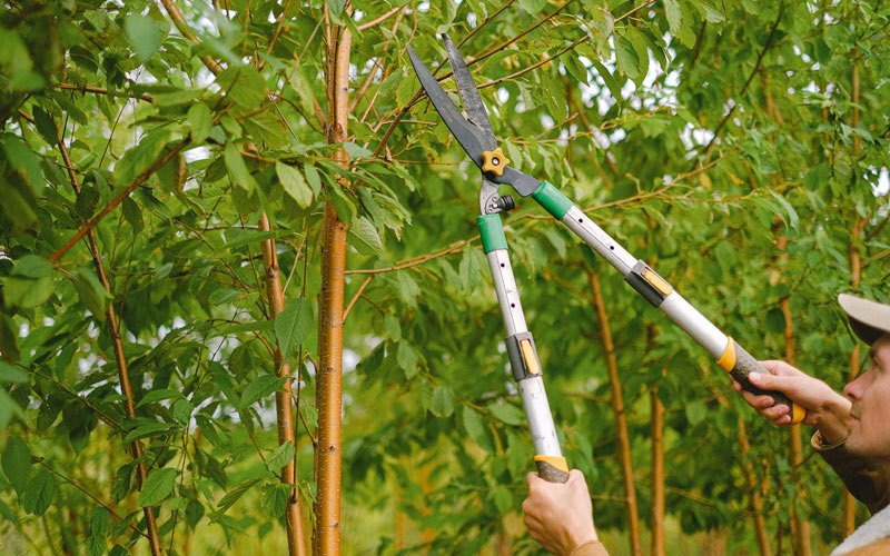 Tree trimming in Forest Grove, OR